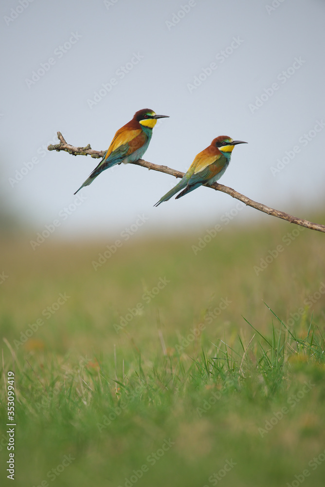 European Bee-Eater - Merops Apiaster on a branch , exotic colorful migratory bird European Bee-Eater - Merops Apiaster on a branch , exotic colorful migratory bird