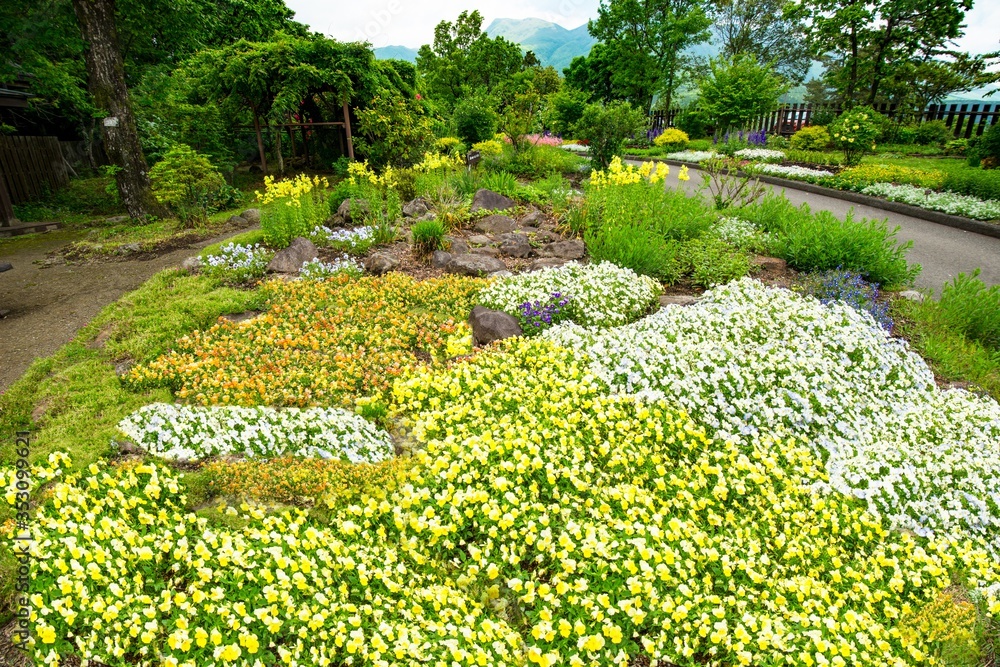 久住の花壇 久住の花壇