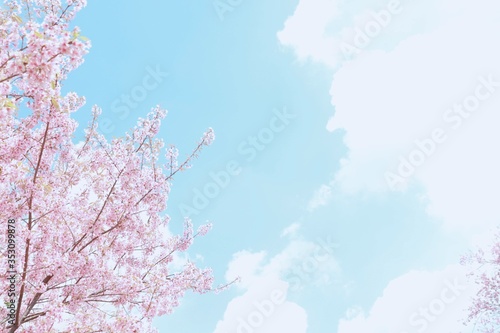pink cherry blossom