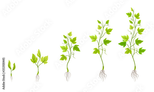 Green Grapevine Growing with Sprout and Young Plant with Roots for Planting Vector Set