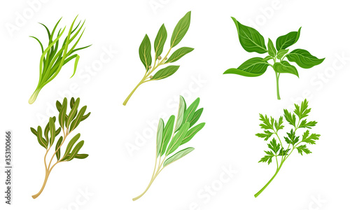 Kitchen Herbs and Condiment with Parsley and Basil Vector Set