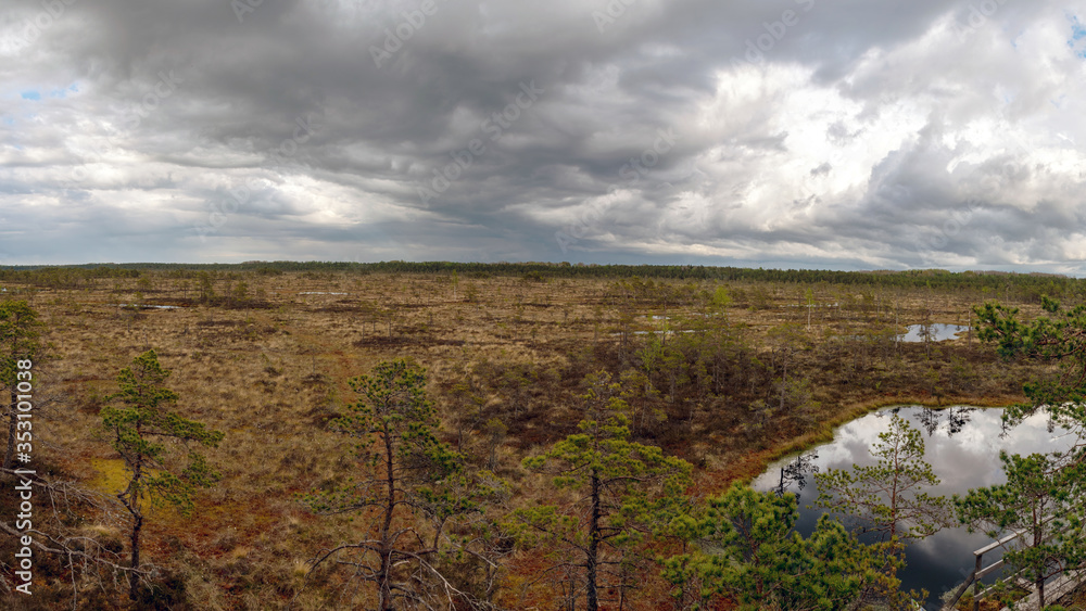 Panoramic view from the bog, dark storm clouds, small marsh pines, lakes, swamp vegetation
