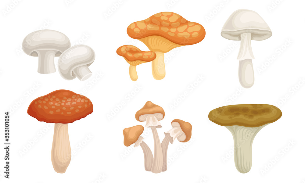 Edible Forest Mushrooms or Toadstools with Stem and Cap Isolated on White Background Vector Set Edible Forest Mushrooms or Toadstools with Stem and Cap Isolated on White Background Vector Set
