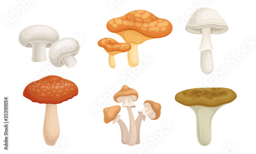Edible Forest Mushrooms or Toadstools with Stem and Cap Isolated on White Background Vector Set