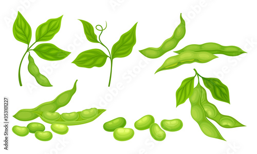 Green Pods with Green Leaves and Soy Beans Inside Vector Set