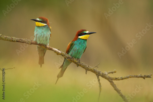 European Bee-Eater - Merops Apiaster on a branch , exotic colorful migratory bird