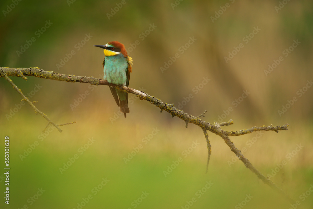 European Bee-Eater - Merops Apiaster on a branch , exotic colorful migratory bird European Bee-Eater - Merops Apiaster on a branch , exotic colorful migratory bird