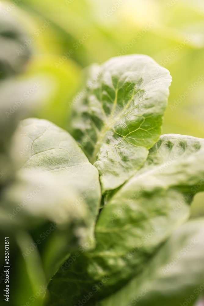 Growing plants at home, bio and ecology concept Growing plants at home, bio and ecology concept