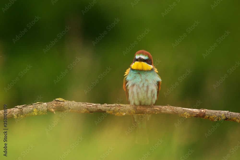 European Bee-Eater - Merops Apiaster on a branch , exotic colorful migratory bird European Bee-Eater - Merops Apiaster on a branch , exotic colorful migratory bird