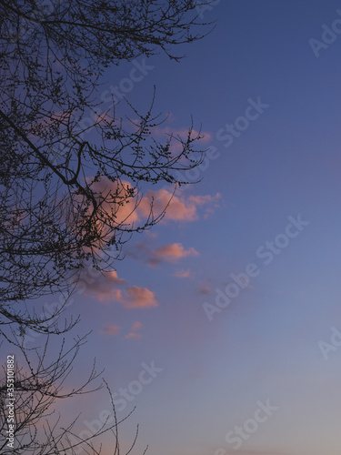 Tree s branches without leaves at sunset. Clouds in the sky. Early spring.