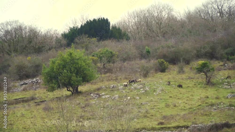 Flok of sheep’s grazing in the Cheddar village hills, Somerset, United Kingdom. Flok of sheep’s grazing in the Cheddar village hills, Somerset, United Kingdom.