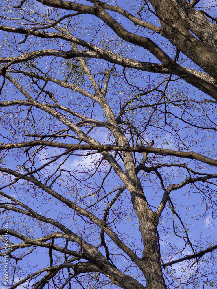 Tree's branches in spring. Young fresh leaves and blue sky. Tree's branches in spring. Young fresh leaves and blue sky.