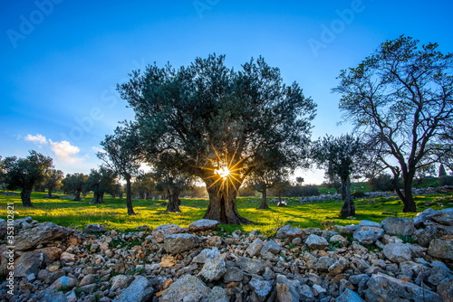Sunburst through olive tree branches, Jerusalem Israel