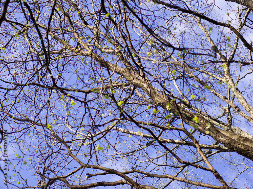 Tree's branches in spring. Young fresh leaves and blue sky. Tree's branches in spring. Young fresh leaves and blue sky.