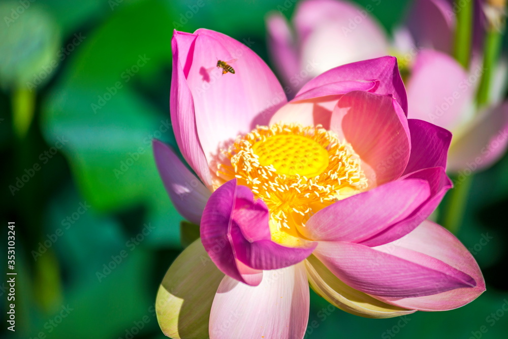 Pink lotus flower with bee flying - aquatic plants, Jerusalem Botanical Gardens Pink lotus flower with bee flying - aquatic plants, Jerusalem Botanical Gardens