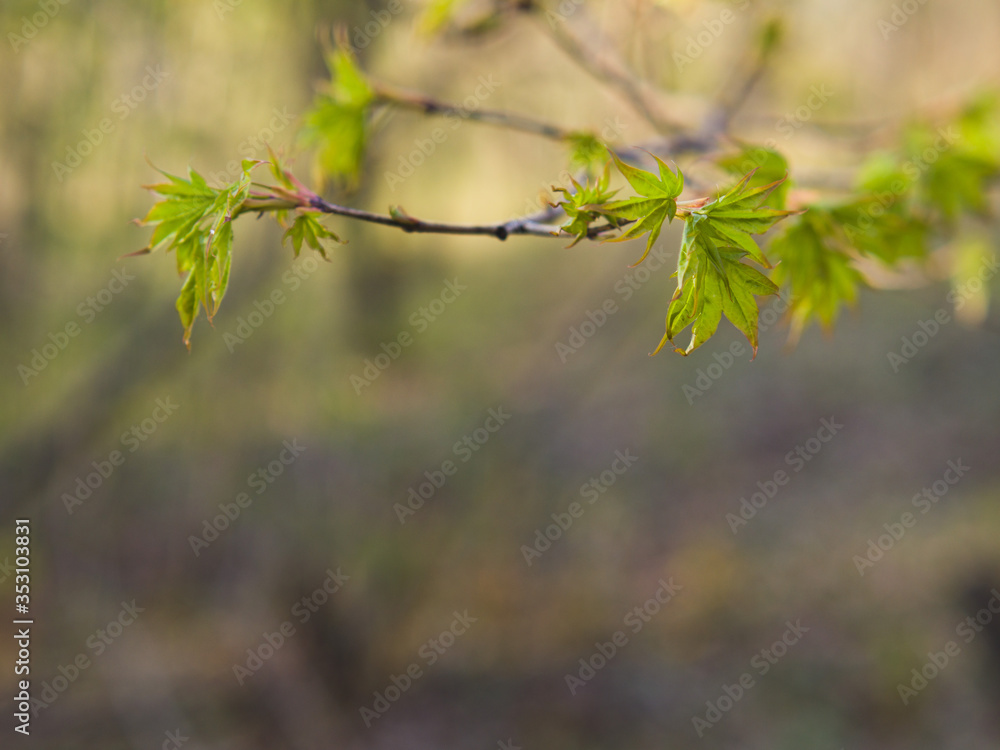 Young fresh leaves. Forest in spring. Young fresh leaves. Forest in spring.