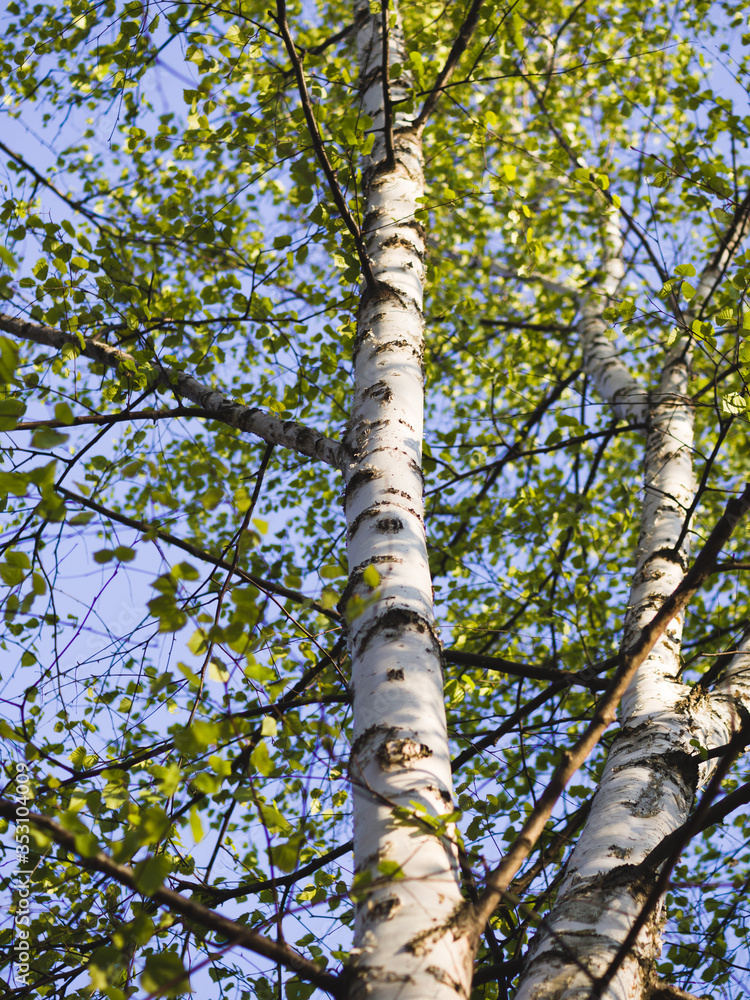 Fototapeta premium Tall birch tree in spring forest.