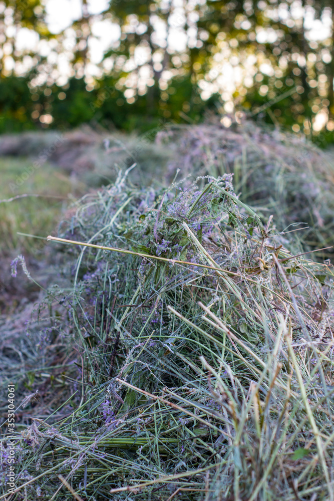 Fresh hay on the field. Hay harvesting for cattle in Siberia, Russia. Fresh hay on the field. Hay harvesting for cattle in Siberia, Russia.