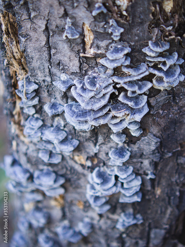 Tree mushrooms on old bark.
