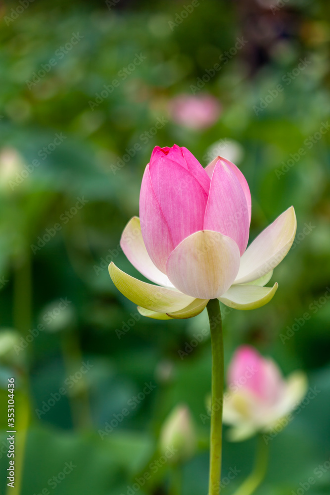 Beautiful pink lotus flower bud with shallow depth of field