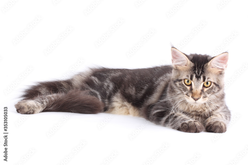 Maine Coon cat, 5 months old, sitting in front of white background Maine Coon cat, 5 months old, sitting in front of white background