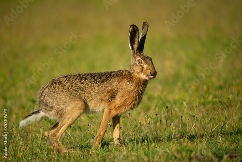 European hare - Lepus Europaeus