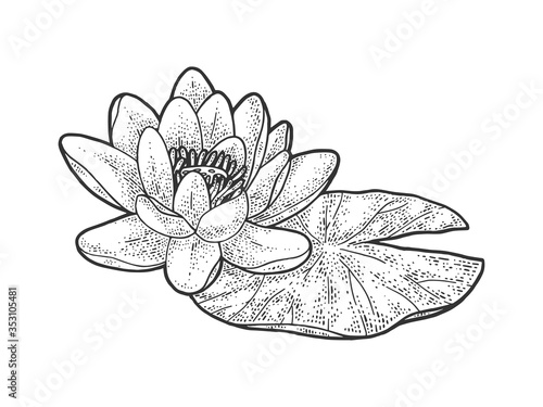 lotus Nelumbo water lily flower sketch engraving vector illustration. T-shirt apparel print design. Scratch board imitation. Black and white hand drawn image.