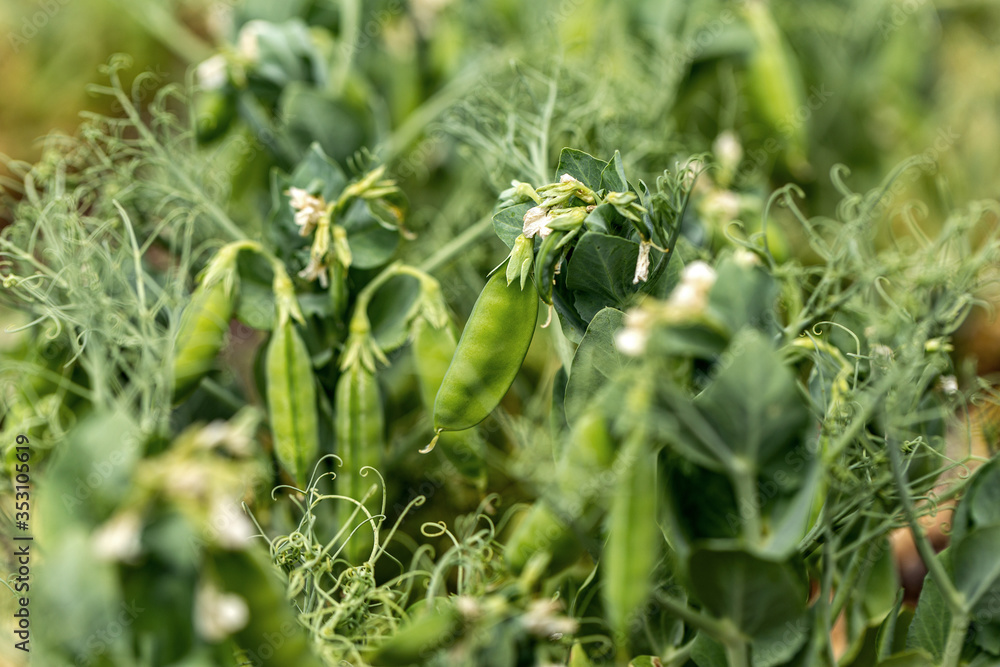 Beautiful close up of green fresh peas and pea pods. Healthy food. Selective focus on fresh bright green pea pods on pea plants in garden. Pea cultivation outdoors and blurred background Beautiful close up of green fresh peas and pea pods. Healthy food. Selective focus on fresh bright green pea pods on pea plants in garden. Pea cultivation outdoors and blurred background