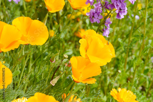 Eschscholzia californica poppy in front of flower field in the nature