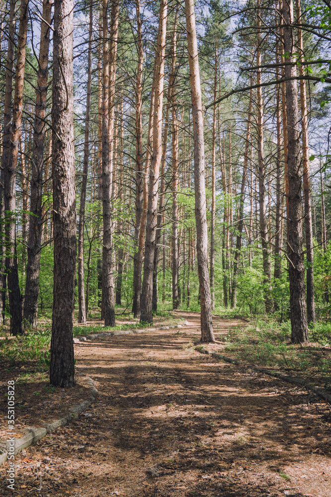 Abandoned road among pine forest Abandoned road among pine forest
