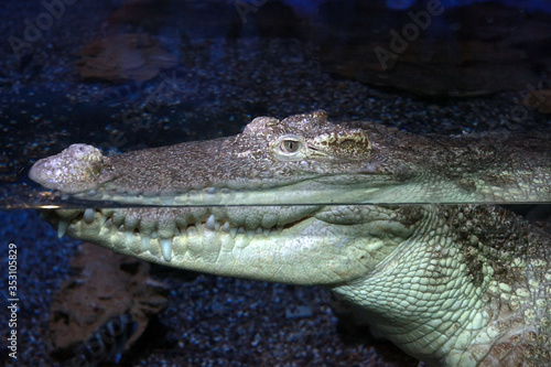 Crocodile lying in water at a zoo. Close up