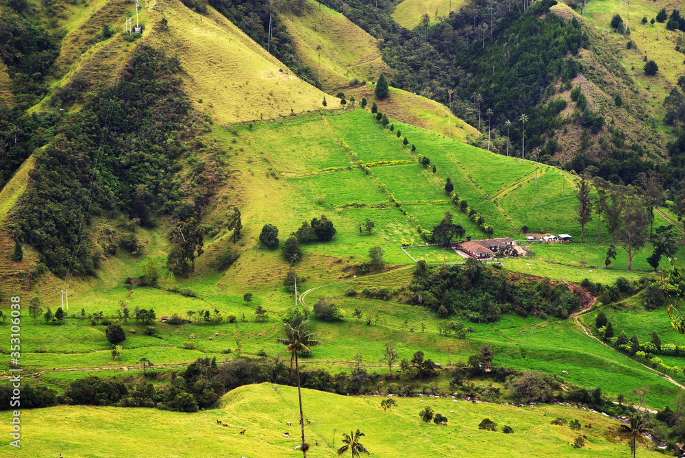 Cocora Valley, in the mountains of the Cordillera Central in Colombia, with the majestic wax palms, Colombia's national tree growing up to 60 m.