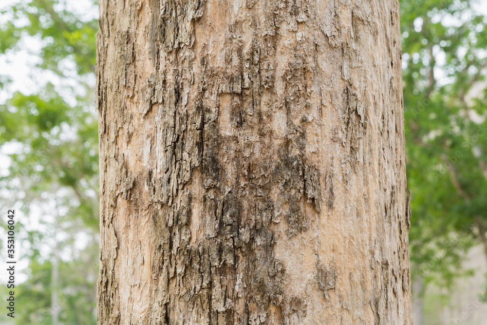Teak Tree in Thailand precious hardwoods one of the last major areas of tropical forest in Asia Teak Tree in Thailand precious hardwoods one of the last major areas of tropical forest in Asia
