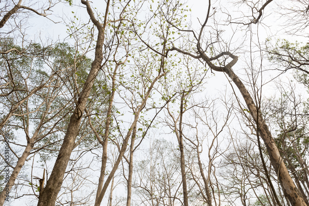 Teak Tree in Thailand precious hardwoods one of the last major areas of tropical forest in Asia Teak Tree in Thailand precious hardwoods one of the last major areas of tropical forest in Asia