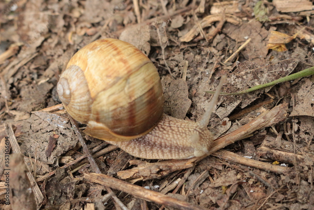 Grape snail basking in the spring sun
Grape snail basking in the spring sun