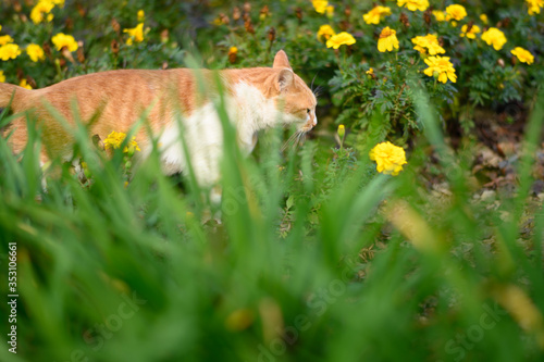 cat in the meadow