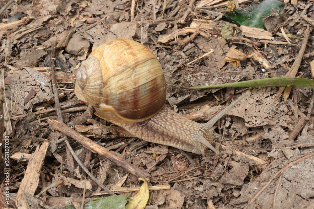 Grape snail basking in the spring sun
Grape snail basking in the spring sun