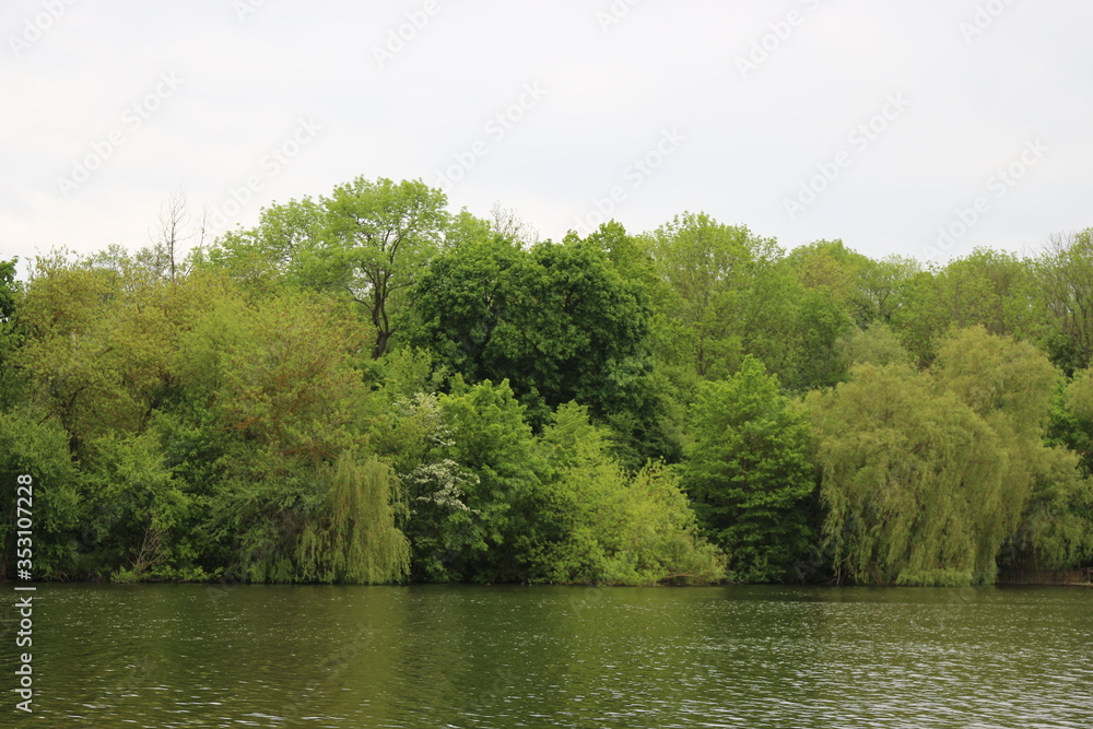 Spreading green willows grow on the shore of a forest lake Spreading green willows grow on the shore of a forest lake