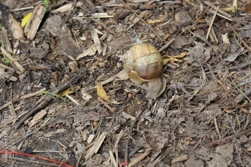  Grape snail basking in the spring sun