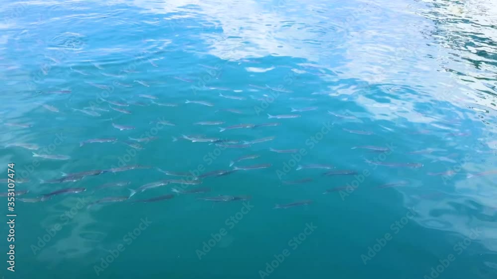 A lots of small fishes swimming in the blue sea. Video in 4k. A lots of small fishes swimming in the blue sea. Video in 4k.