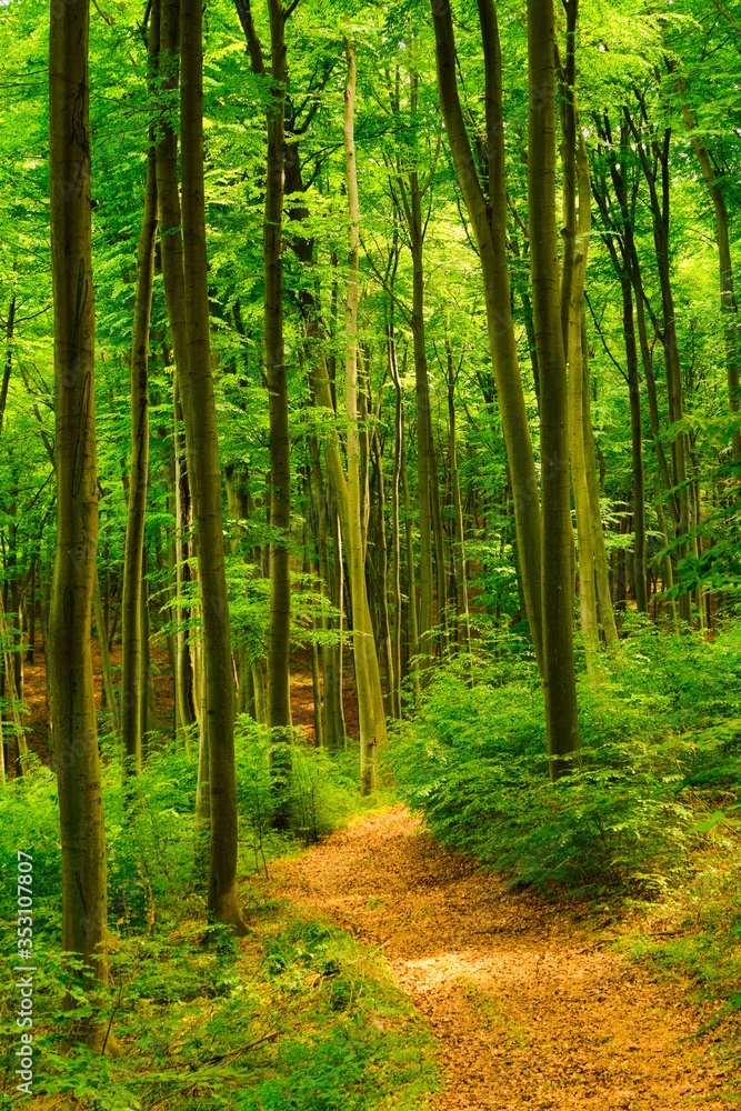 Fototapeta premium Trail in the colorful green spring forest in Hungary