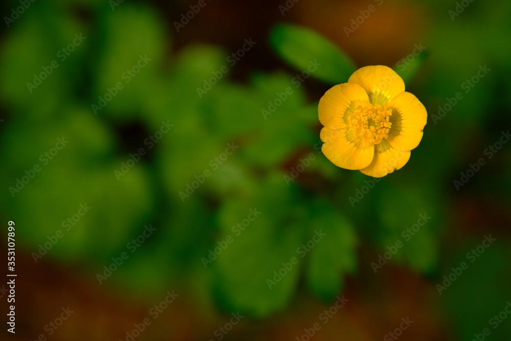 Close-up photo of Yellow blooming flowers of the Chelidonium majus Close-up photo of Yellow blooming flowers of the Chelidonium majus