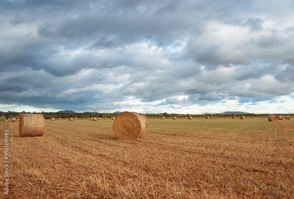 Rural field with large straw balls at sunset