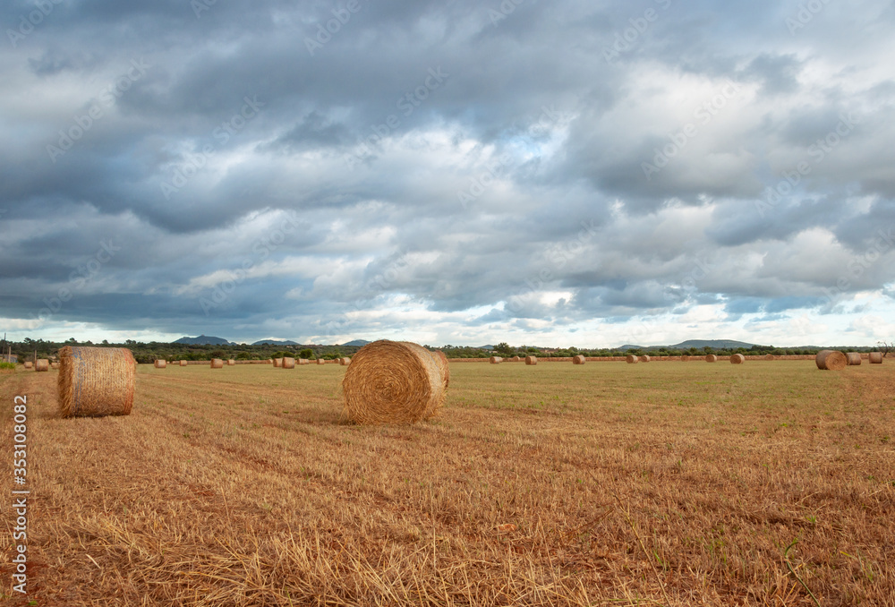 Rural field with large straw balls at sunset Rural field with large straw balls at sunset