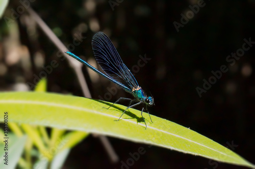 blue dragonfly resting on a green leaf