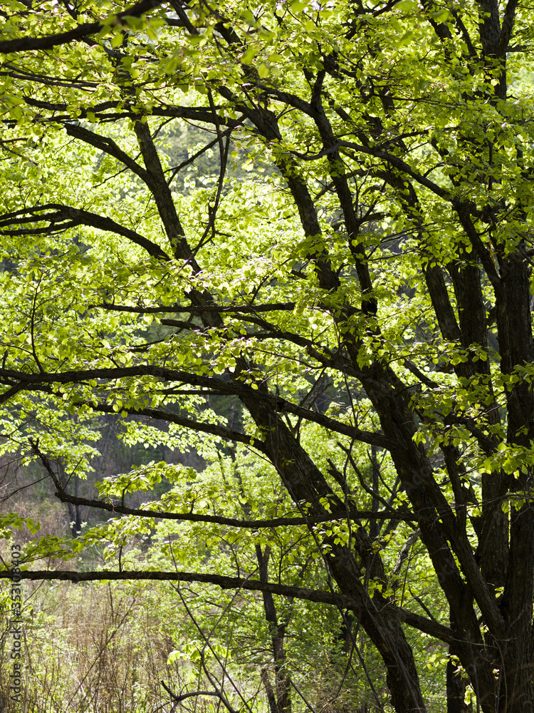 Trees in park in springtime. Dark trunk with fresh green leaves. Backlit scene. Trees in park in springtime. Dark trunk with fresh green leaves. Backlit scene.