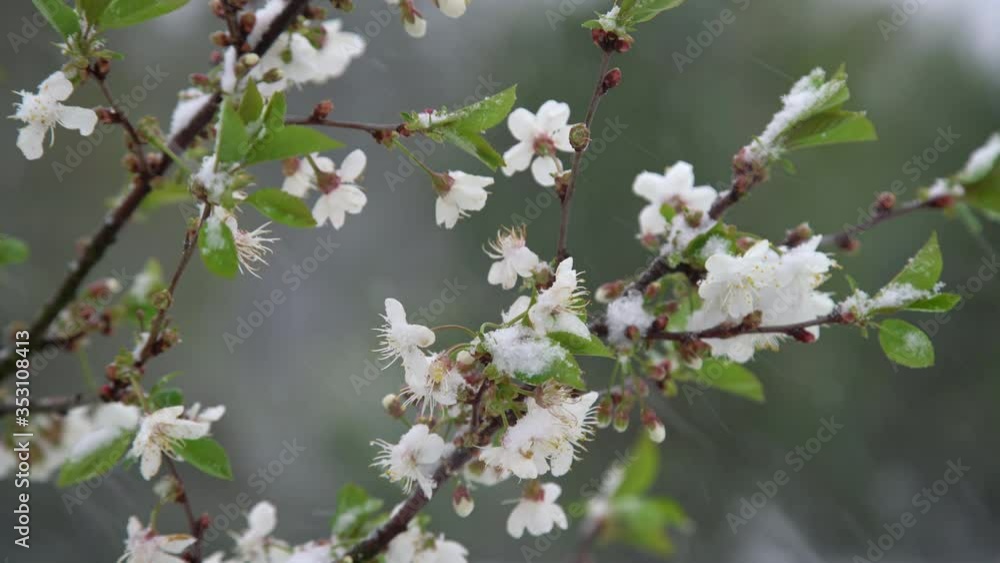 Apple tree blossoms covered in snow during unexpected snowfall in spring. Blooming flowers freezing under white snow in the garden. Apple tree blossoms covered in snow during unexpected snowfall in spring. Blooming flowers freezing under white snow in the garden.