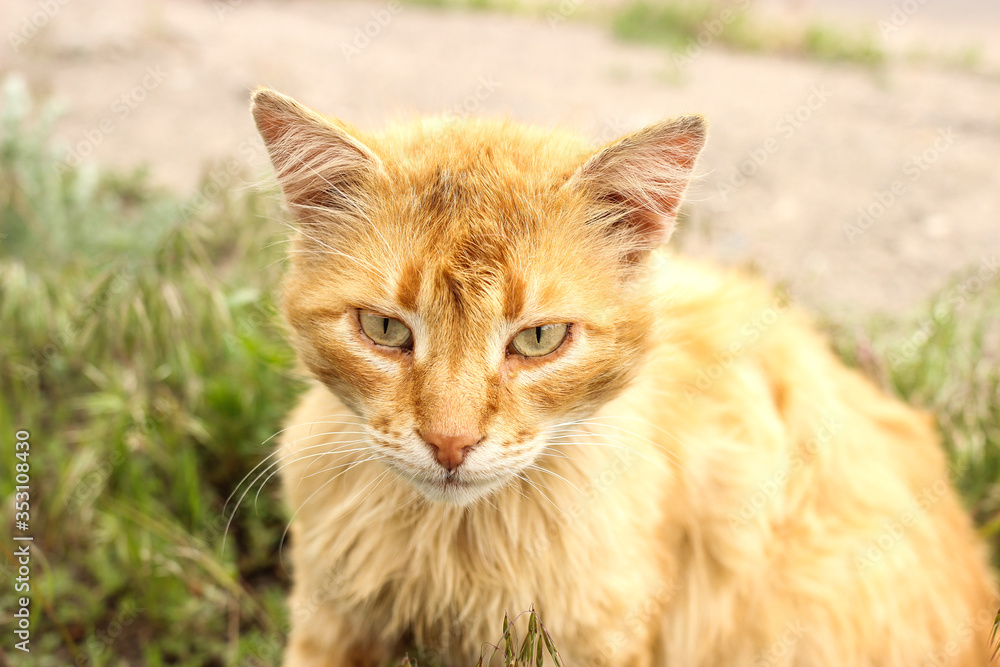 Obraz premium Cat red sly sitting on the street in the grass