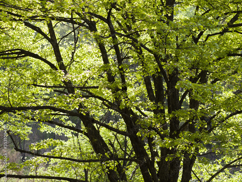 Trees in park in springtime. Dark trunk with fresh green leaves. Backlit scene. Trees in park in springtime. Dark trunk with fresh green leaves. Backlit scene.