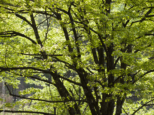 Trees in park in springtime. Dark trunk with fresh green leaves. Backlit scene.